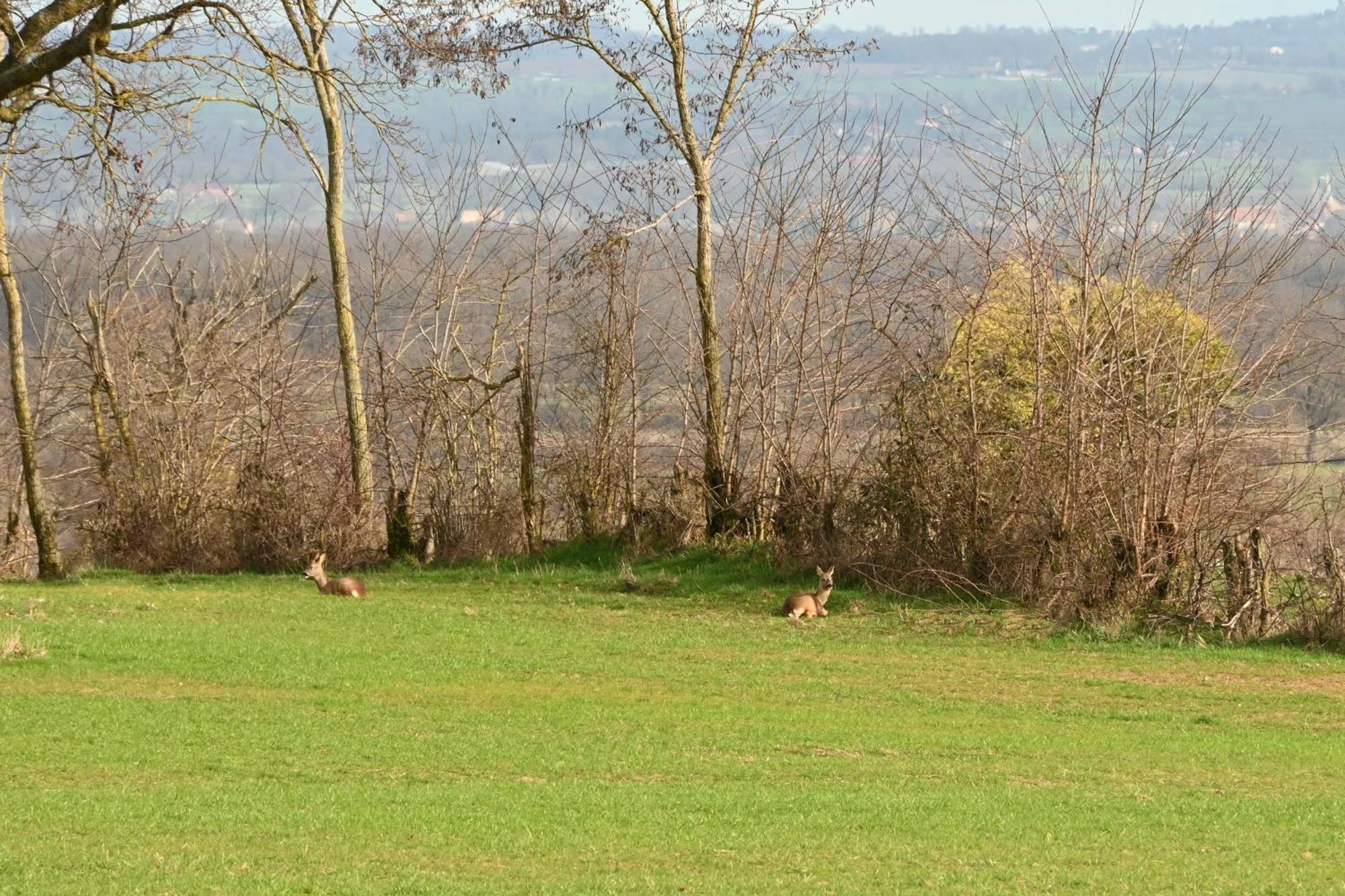 Bizeneuille Aux 3 Forets المظهر الخارجي الصورة